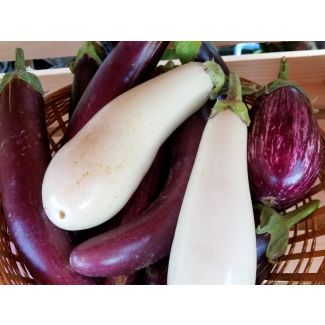 Eggplant ‘Casper’ Seeds (Certified Organic)