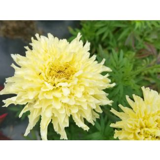 Marigold 'Snowdrift' 