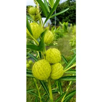 Balloon Plant AKA Hairy Balls Milkweed