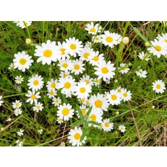Roman Chamomile