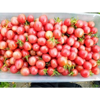 Tomato 'Pink Grape' Plant