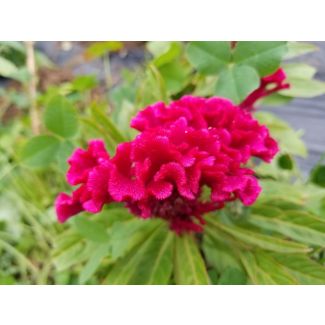 Hot Pink Cockscomb