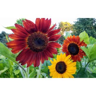 Sunflower 'Indian Blanket' Seeds (Naturally Grown)