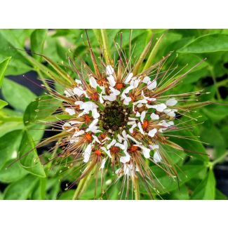 Spider Flower, Cleome marshallii 'White Spider' Seeds (Naturally Grown)
