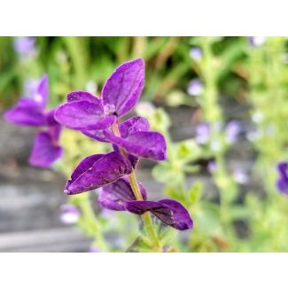 Salvia 'Blue Monday' Seeds (Naturally Grown)