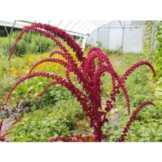 Amaranth 'Intense Purple' Seeds (Naturally Grown)