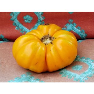 Tomato 'Dr. Wyche's Yellow'