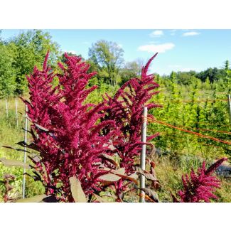 Amaranth 'Red Garnet' Seeds (Naturally Grown)