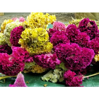 Cockscomb, Pink and White Mix Seeds (Naturally Grown)