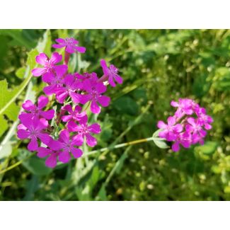 Catchfly/Cottage Pinks/Chimney Pinks Seeds (Naturally Grown)