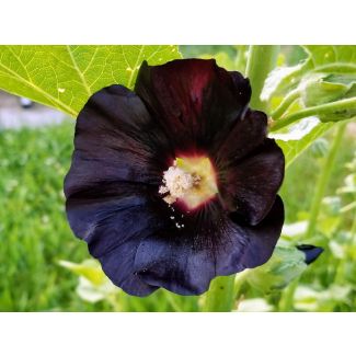 Hollyhock 'Jet Black' AKA 'Nigra' Seeds (Naturally Grown)