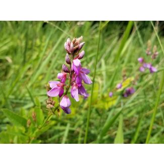 Showy Tick Trefoil Seeds (Naturally Grown)