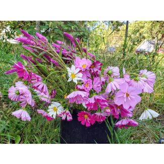 Cosmos 'Seashells' Seeds (Certified Organic)