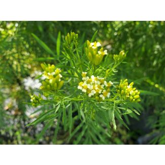 Mexican Marigold AKA Huacatay Peruvian Black Mint Seeds (Naturally Grown)