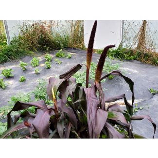 Ornamental Purple Millet Seeds (Naturally Grown)