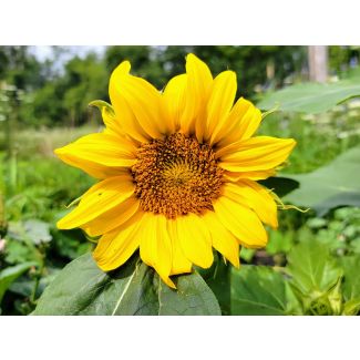 Sunflower 'Dwarf Sunny' Seeds (Naturally Grown)