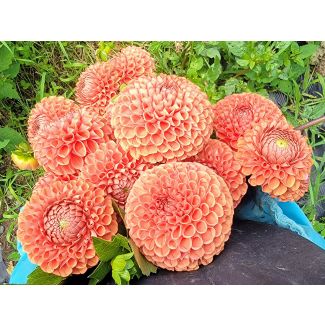 Dahlia 'Cornel Bronze' Tubers - Shipping 2025 Spring - Harvested on our Farm - USDA Certified Organic