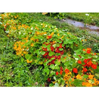 Nasturtium 'Alaska Mix' Seeds (Naturally Grown)