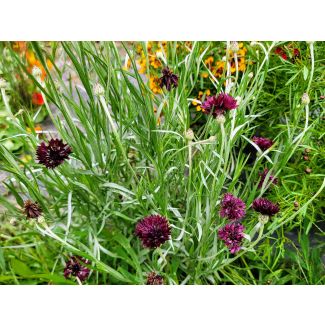 Bachelor's Button 'Black Magic' Seeds (Naturally Grown)