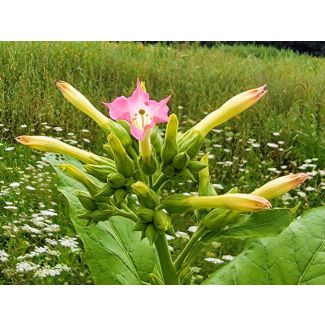 Tobacco 'Virginia' Seeds (Naturally Grown)