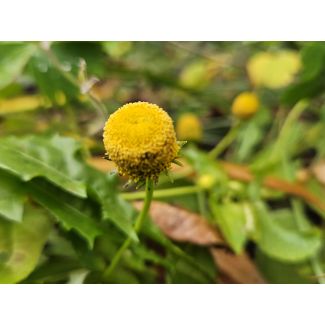 Yellow Eyeball/Toothache Plant Seeds