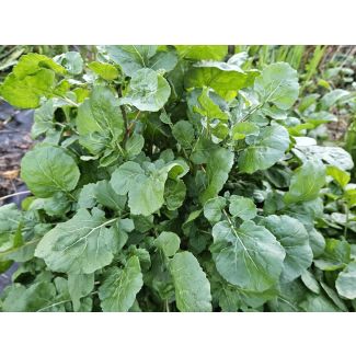 Arugula AKA Oriental Salad Rocket 'Victoria' Seeds (Naturally Grown)