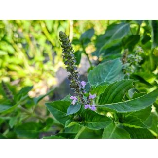 Basil 'Blue Spice' Seeds (Naturally Grown)