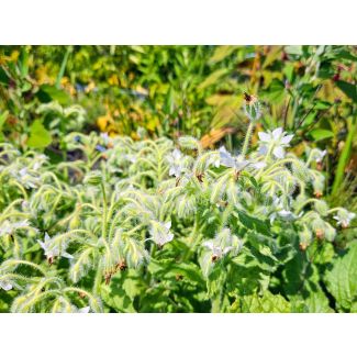White Borage Seeds (Naturally Grown)