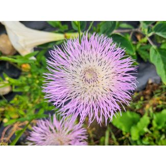 Basket Flower 'Pink' Seeds (Naturally Grown)