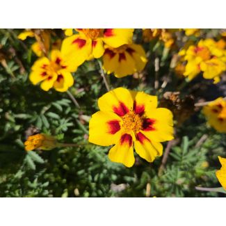 Marigold 'Jaguar' Seeds (Naturally Grown)