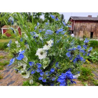Love-in-a-Mist Mix Seeds