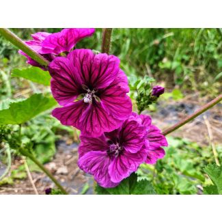 Mallow/French Hollyhock 'Brave Heart' Seeds