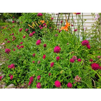 Cherry Red Scabiosa Seeds