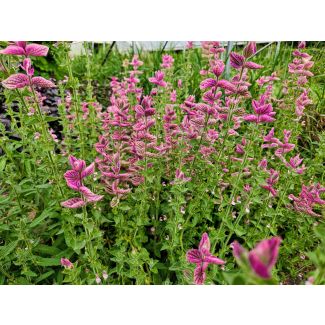 Salvia 'Marble Arch Rose' Seeds