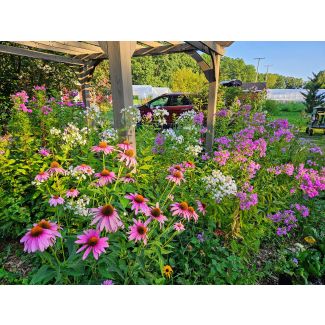 Purple Coneflower Seeds
