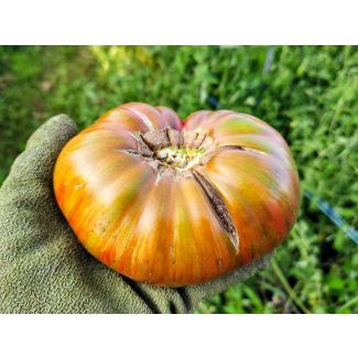 Tomato 'Fred's Tie-Dye' Plant