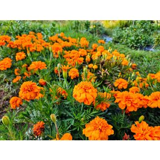 Marigold 'Art's Double Orange' Seeds 