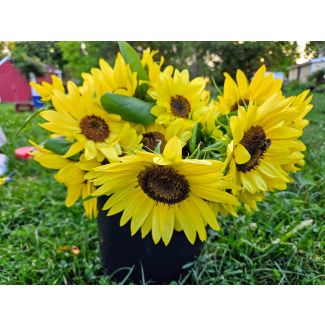 Sunflower 'Lemon Queen' Seeds