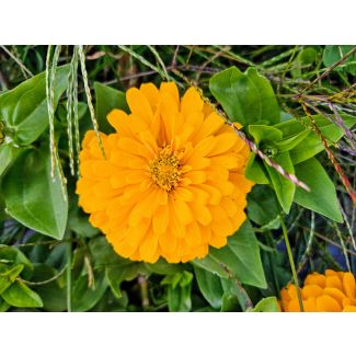 Zinnia 'Ford's Orange and Yellow Mix' Seeds