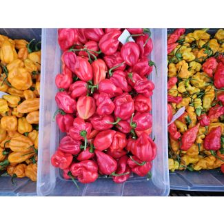 Hot Pepper 'West Indies Red Habanero' Seeds 