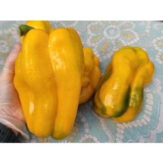 Sweet Pepper 'Yellow Monster' Seeds