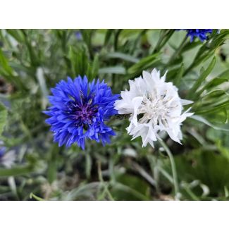 Bachelor's Button 'Jubilee' Seeds