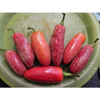 Hot Pepper 'Jalapeno Zapotec' Seeds