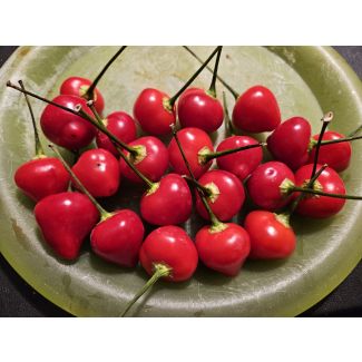 Hot Pepper 'Trepadeira Werner' Seeds