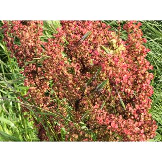Curly Dock AKA Yellow Dock Seeds (Naturally Grown)