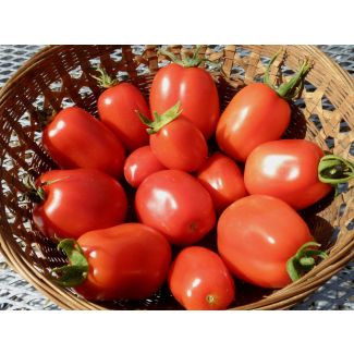 Tomato 'Roma' Plant (4" Pot, single)