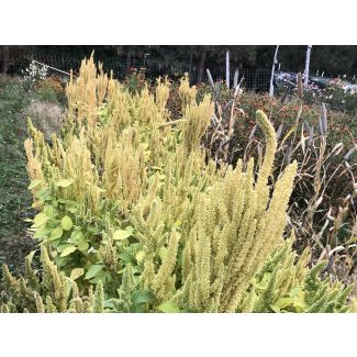 Amaranth 'Manna de Montana' Seeds (Naturally Grown)