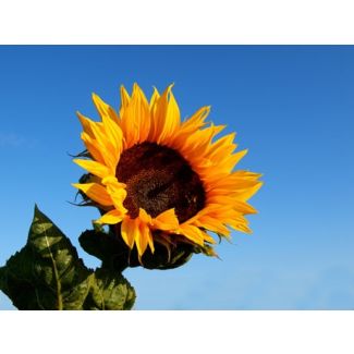 Sunflower 'Black Oil' Seeds (Naturally Grown)