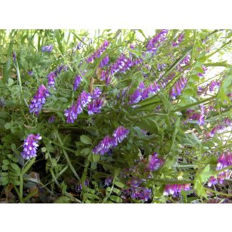 Hairy Vetch Seeds (Naturally Grown)