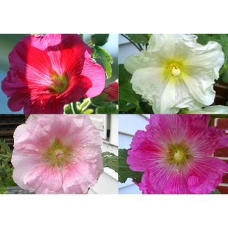 Hollyhock ‘Single Mix’ 